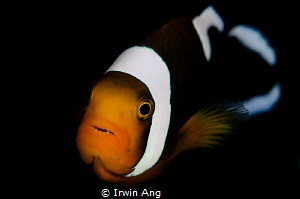 N E M O O O..
Clown fish (Amphiprioninae)
Anilao, Phili... by Irwin Ang 
